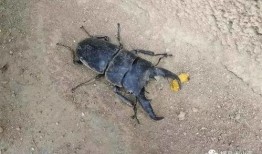 八重虫子爆料视频大全,揭秘幕后真相与精彩瞬间